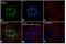 Nanog Homeobox antibody, MA5-15469, Invitrogen Antibodies, Immunofluorescence image 