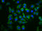 Phosphodiesterase 6C antibody, LS-C681018, Lifespan Biosciences, Immunofluorescence image 