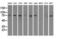 SCY1 Like Pseudokinase 3 antibody, M11167-1, Boster Biological Technology, Western Blot image 