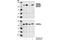 Protein Kinase D1 antibody, 2051L, Cell Signaling Technology, Western Blot image 