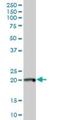 DNA Polymerase Epsilon 3, Accessory Subunit antibody, H00054107-B02P, Novus Biologicals, Western Blot image 