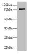 Fibrous Sheath CABYR Binding Protein antibody, CSB-PA708110LA01HU, Cusabio, Western Blot image 