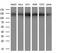 ATP Citrate Lyase antibody, MA5-25067, Invitrogen Antibodies, Western Blot image 