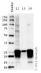 Synaptosome Associated Protein 25 antibody, ab41455, Abcam, Western Blot image 