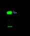 Cell Division Cycle 42 antibody, GTX02392, GeneTex, Immunoprecipitation image 