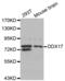 DEAD-Box Helicase 17 antibody, abx004572, Abbexa, Western Blot image 