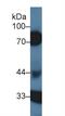 Heparin cofactor 2 antibody, MBS2014827, MyBioSource, Western Blot image 