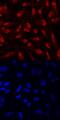 Zinc Finger E-Box Binding Homeobox 1 antibody, MAB6708, R&D Systems, Immunofluorescence image 