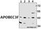 Apolipoprotein B MRNA Editing Enzyme Catalytic Subunit 3D antibody, A08491, Boster Biological Technology, Western Blot image 