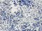 CD49D antibody, orb248930, Biorbyt, Immunohistochemistry paraffin image 