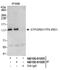 GTF2I Repeat Domain Containing 1 antibody, NB100-61055, Novus Biologicals, Immunoprecipitation image 