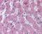 Notch Receptor 2 antibody, 49-591, ProSci, Immunohistochemistry paraffin image 