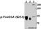 Forkhead Box O3 antibody, A00252S253-1, Boster Biological Technology, Western Blot image 