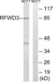 Ring Finger And WD Repeat Domain 3 antibody, abx014835, Abbexa, Western Blot image 