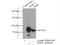 Mitotic Arrest Deficient 1 Like 1 antibody, 18322-1-AP, Proteintech Group, Immunoprecipitation image 