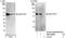 Serum Response Factor Binding Protein 1 antibody, NBP1-52655, Novus Biologicals, Western Blot image 
