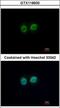 Regulator Of Chromosome Condensation 2 antibody, GTX118930, GeneTex, Immunofluorescence image 
