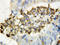 TNF Superfamily Member 10 antibody, LS-C312584, Lifespan Biosciences, Immunohistochemistry paraffin image 