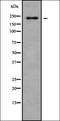 VE-PTP antibody, orb338637, Biorbyt, Western Blot image 