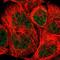 DAZ Associated Protein 1 antibody, PA5-52083, Invitrogen Antibodies, Immunofluorescence image 