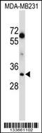 Lactate Dehydrogenase A antibody, 57-107, ProSci, Western Blot image 