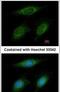 E3 ubiquitin-protein ligase RNF6 antibody, PA5-28442, Invitrogen Antibodies, Immunofluorescence image 