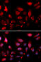 Rac GTPase-activating protein 1 antibody, 19-569, ProSci, Immunofluorescence image 