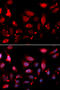 Rac GTPase Activating Protein 1 antibody, 19-569, ProSci, Immunofluorescence image 