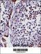 Dual Specificity Phosphatase 15 antibody, 57-826, ProSci, Immunohistochemistry frozen image 