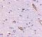 Syntaphilin antibody, GTX85393, GeneTex, Immunohistochemistry paraffin image 