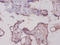 Glycogen Phosphorylase L antibody, A53440-100, Epigentek, Immunohistochemistry paraffin image 