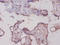 Glycogen phosphorylase, liver form antibody, A53440-100, Epigentek, Immunohistochemistry paraffin image 