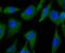 HECT Domain E3 Ubiquitin Protein Ligase 4 antibody, NBP2-75411, Novus Biologicals, Immunofluorescence image 