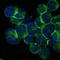 IL2 Inducible T Cell Kinase antibody, NBP2-37578, Novus Biologicals, Immunocytochemistry image 