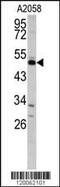 Growth Arrest Specific 7 antibody, MBS9213112, MyBioSource, Western Blot image 