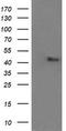 Mitogen-Activated Protein Kinase 9 antibody, TA505877BM, Origene, Western Blot image 