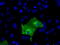 MTOR Associated Protein, Eak-7 Homolog antibody, TA500980, Origene, Immunofluorescence image 