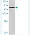 Anoctamin 10 antibody, H00055129-M01, Novus Biologicals, Western Blot image 