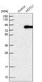 WD And Tetratricopeptide Repeats 1 antibody, NBP1-89234, Novus Biologicals, Western Blot image 