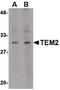 RASD Family Member 2 antibody, PA5-20438, Invitrogen Antibodies, Western Blot image 