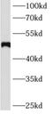 Angiotensinogen antibody, FNab00393, FineTest, Western Blot image 