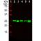 High Mobility Group Box 1 antibody, NBP2-25148, Novus Biologicals, Western Blot image 