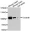 Elongin A antibody, PA5-76402, Invitrogen Antibodies, Western Blot image 