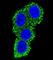 CD28 antibody, abx033096, Abbexa, Western Blot image 