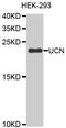 Urocortin antibody, MBS129129, MyBioSource, Western Blot image 