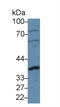 Cyclin D1 antibody, MBS2002378, MyBioSource, Western Blot image 