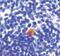 Caspase Recruitment Domain Family Member 11 antibody, PA5-20032, Invitrogen Antibodies, Immunohistochemistry frozen image 