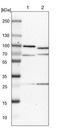 AFG3 Like Matrix AAA Peptidase Subunit 2 antibody, NBP1-87085, Novus Biologicals, Western Blot image 