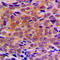 ADP Ribosylation Factor Interacting Protein 1 antibody, LS-C354166, Lifespan Biosciences, Immunohistochemistry paraffin image 