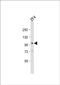 Autophagy Related 9A antibody, PA5-72256, Invitrogen Antibodies, Western Blot image 